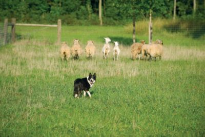 Training Border Collies and Herding Dogs