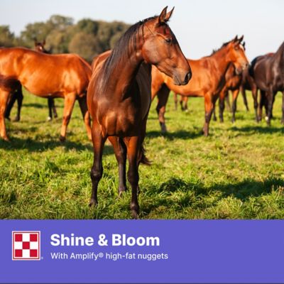 Image showing 6 th Purina Strategy Healthy Edge Horse Feed, 50 lb. Bag