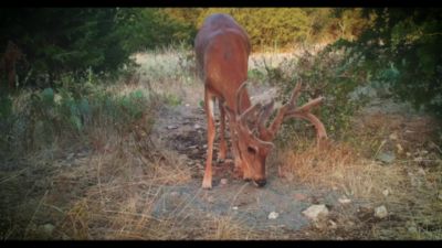 Image showing  AntlerMax Premium Deer Mineral Feed, 25 lb. Bag