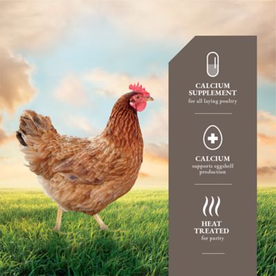 Image showing  Oyster Shell Calcium Supplement for Chickens, 5 lb.