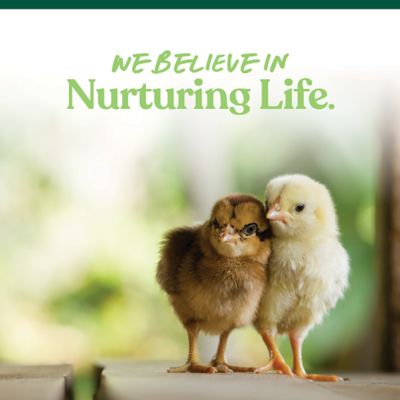 Image showing 6 th Manna Pro Chick Starter Medicated Crumbles Chicken Feed, 5 lb. Bag