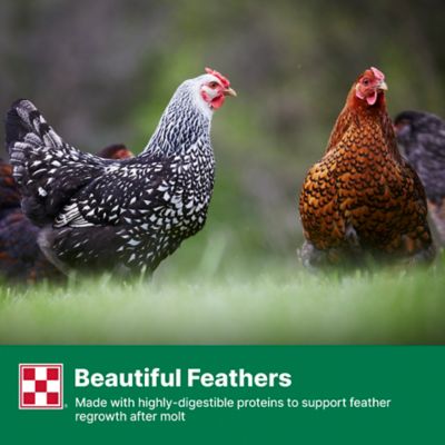 Image showing 6 th Purina Flock Raiser Pelleted Poultry Feed, 50 lb. Bag