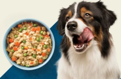 Image showing  Adult Wet Dog Food, High-Protein & Grain-Free, Turkey & Chicken Grill, 12.5-oz. Can