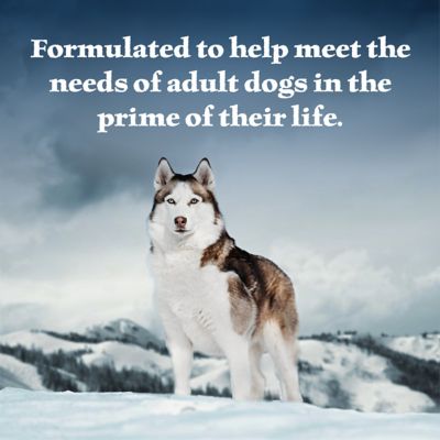 Image showing  Adult Wet Dog Food, High-Protein & Grain-Free, Turkey & Chicken Grill, 12.5-oz. Can