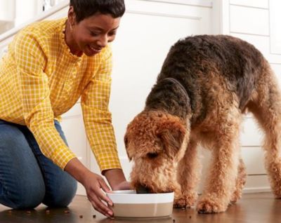 Image showing  Adult High-Protein Grain-Free Salmon and Chicken Grill Recipe Wet Dog Food, 12.5 oz.