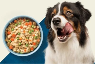 Image showing  Adult High-Protein Grain-Free Salmon and Chicken Grill Recipe Wet Dog Food, 12.5 oz.