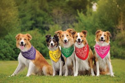 Image showing  Unisex Adult Paisley Bandana, 22 in. x 22 in., Kelly Green