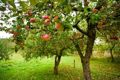 Pirtle Nursery 3.74 gal. Potted Anna Apple #5 Tree