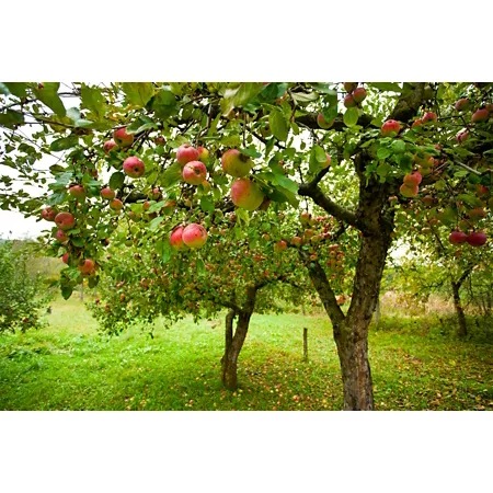 Pirtle Nursery 3.74 gal Anna apple tree #5 in pot Fruit Trees & Plants