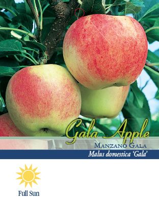 Gala Apples (PAT.#3637) - Womack Nursery