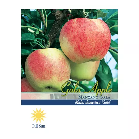 Pirtle Nursery 3.74 gal Gala apple tree in pot #5 Fruit Trees & Plants