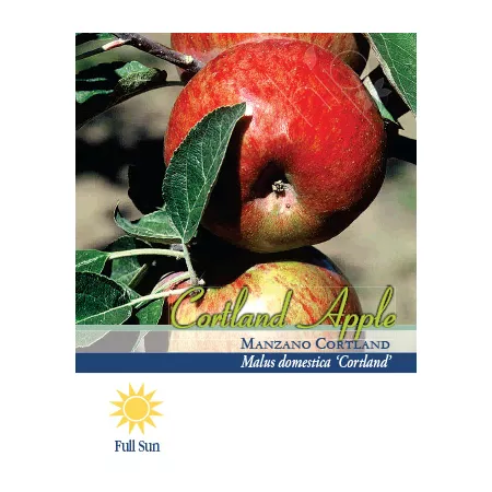 Pirtle Nursery 3.74 gal Potted Cortland Apple Tree in No 5 Pot Fruit Trees & Plants