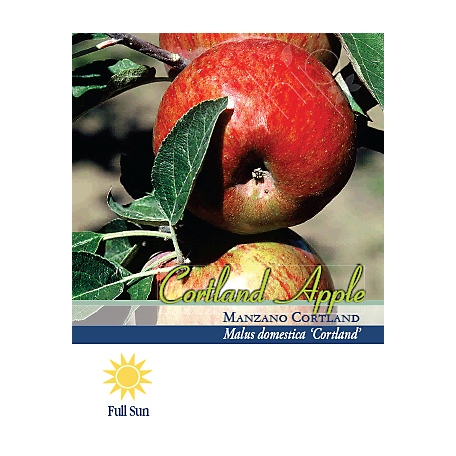 Pirtle Nursery 3.74 gal. Cortland Apple #5 Tree