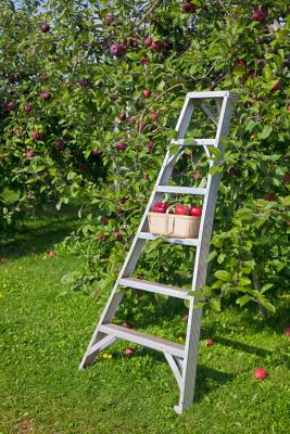 Image showing  3.74 gal. Potted Cortland Apple Tree in #5 Pot