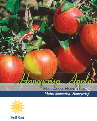 Malus domestica 'Honeycrisp' (Semi-Dwarf Apple)