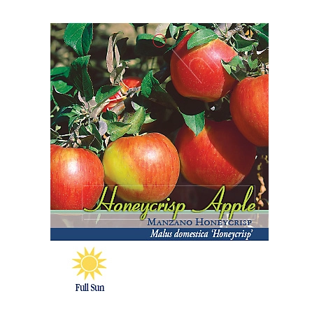 Honeycrisp™ Apple, Malus x 'MN 1711', Monrovia Plant