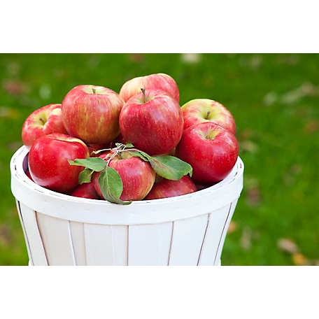 Cameron Select Red Honeycrisp — Roots to Fruits Nursery