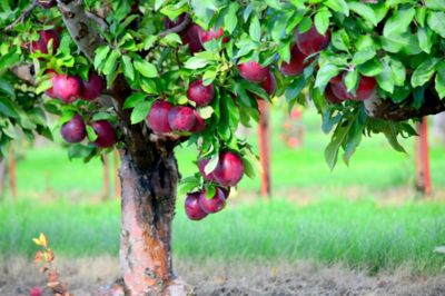Image showing  3.74 gal. Potted Jonamac Apple Tree in #5 Pot