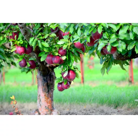 Pirtle Nursery 3.74 gal Potted Jonamac apple tree in a pot n°5 Fruit Trees & Plants