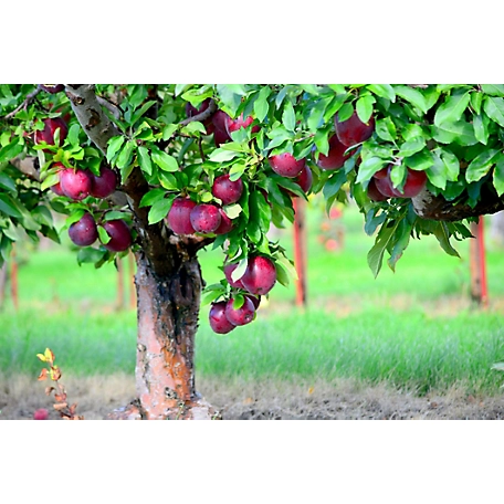 Pirtle Nursery 3.74 gal. Jonamac Apple Tree #5