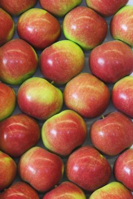 Image showing  3.74 gal. Potted Jonamac Apple Tree in #5 Pot