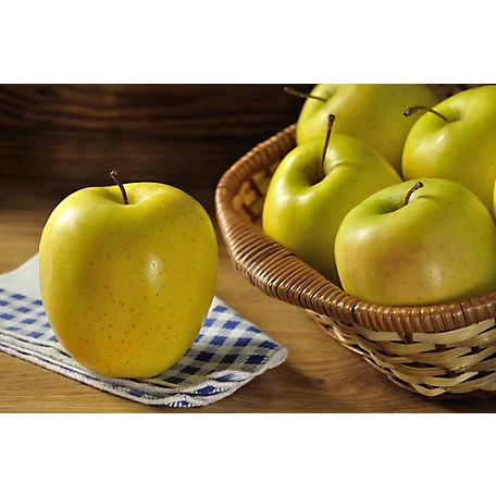 Pirtle Nursery 3.74 gal. Golden Dorsett Apple #5 Tree