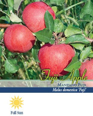 Apple Tree - Fuji – Plantcetera