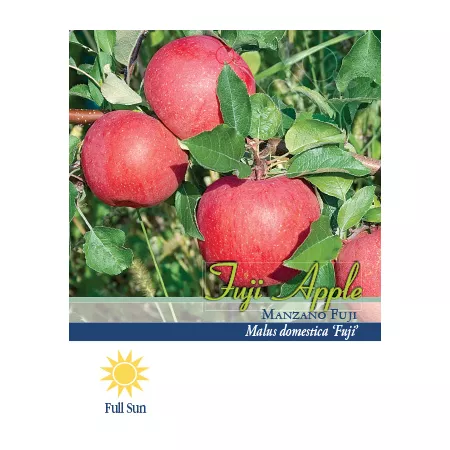 Pirtle Nursery 3.74 gal Fuji apple tree in pot #5 Fruit Trees & Plants