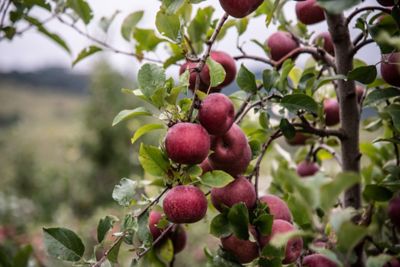 Image showing  3.74 gal. Potted Fuji Apple Tree in #5 Pot