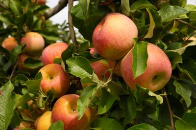 Image showing  3.74 gal. Potted Fuji Apple Tree in #5 Pot