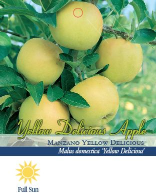 Pirtle Nursery 3.74 gal. Potted Yellow Delicious Apple Tree in #5 Pot