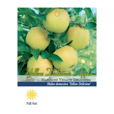 Pirtle Nursery 3.74 gal Delicious potted yellow apple tree in a pot No 5 Fruit Trees & Plants