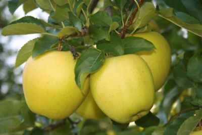 Image showing  3.74 gal. Potted Yellow Delicious Apple Tree in #5 Pot
