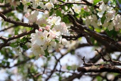 Image showing  3.74 gal. Potted Yellow Delicious Apple Tree in #5 Pot