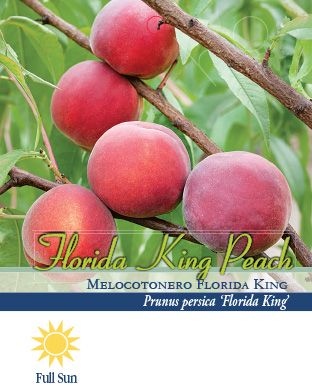 Pirtle Nursery 3.74 gal. Flordaking Peach #5 Tree