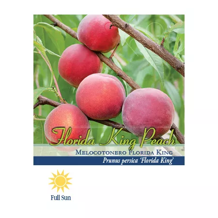 Pirtle Nursery 3.74 gal Flordaking #5 Peach Tree in Pot Fruit Trees & Plants