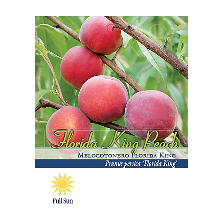 Pirtle Nursery 3.74 gal. Flordaking Peach #5 Tree