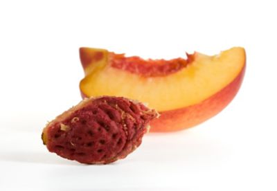 Image showing  3.74 gal. Potted Flordaking Peach #5 Tree