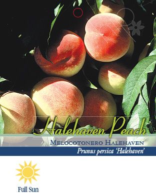 Pirtle Nursery 3.74 gal. Hale Haven Peach #5 Tree
