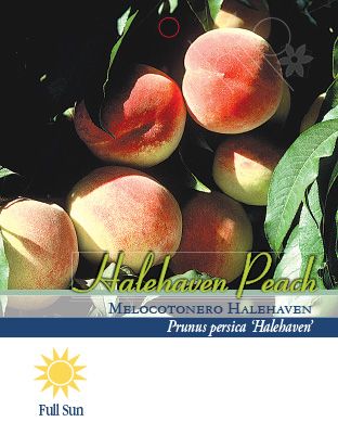 Image showing  3.74 gal. Potted Hale Haven Peach Tree in #5 Pot