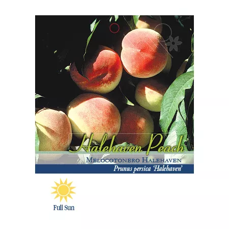 Pirtle Nursery 3.74 gal Potted Hale Haven Peach in No 5 Pot Fruit Trees & Plants