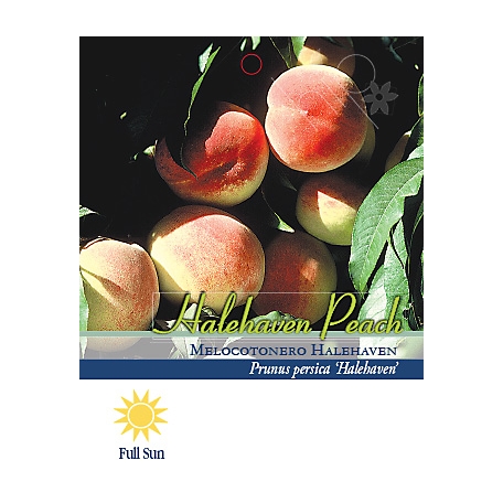 Pirtle Nursery 3.74 gal. Hale Haven Peach #5 Tree
