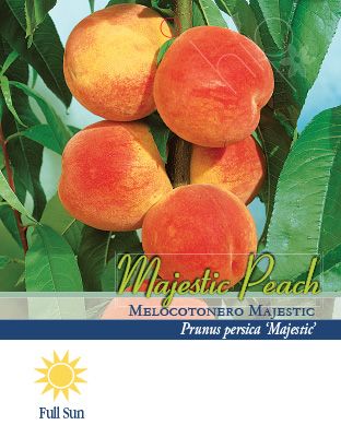 Pirtle Nursery 3.74 gal. Majestic Peach Tree in #5 Pot