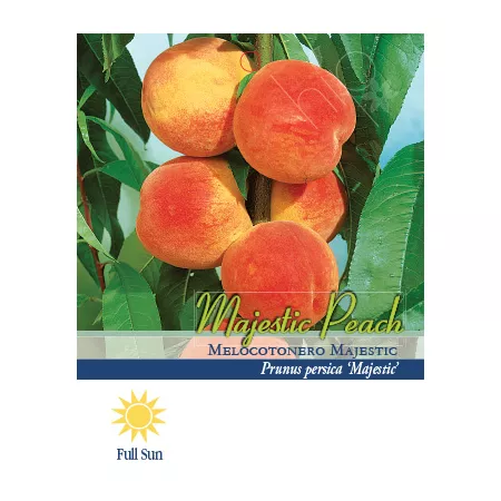 Pirtle Nursery 3.74 gal Majestic potted peach in a pot n°5 Fruit Trees & Plants