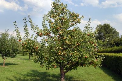 Image showing  3.74 gal. Potted Majestic Peach Tree in #5 Pot