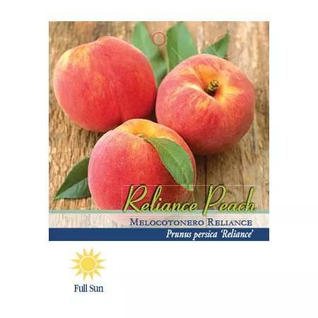 Pirtle Nursery 3.74 gal Peach Reliance potted in a pot n°5 Fruit Trees & Plants