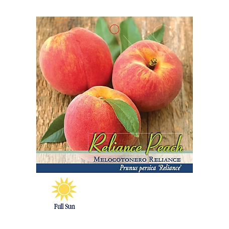 Pirtle Nursery 3.74 gal. Reliance Peach #5 Tree