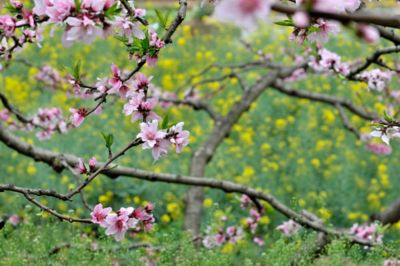 Pirtle Nursery 3.74 gal. Potted Red Haven Peach #5 Tree