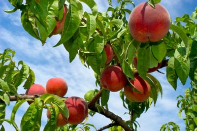 Image showing  3.74 gal. Potted Red Haven Peach #5 Tree