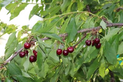 Pirtle Nursery 3.74 gal. Black Tartarian Cherry #5 Tree